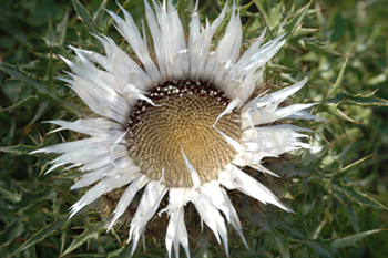 Carlina acaulis subsp. caulescens / Carlina Bianca